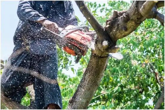 tree services Meadow View Addition